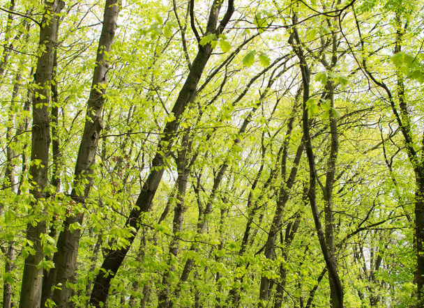 Yeşil ağaçların bahar Parkı - Fotoğraf, Görsel