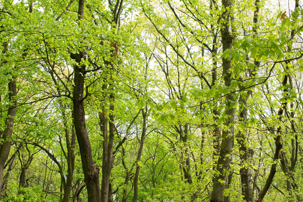 春の公園の緑の木々 - 写真・画像