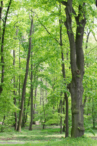 Green Trees in Spring Park - Fotó, kép