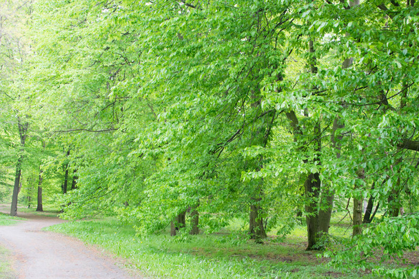Ország út-régi zöld parkban - Fotó, kép