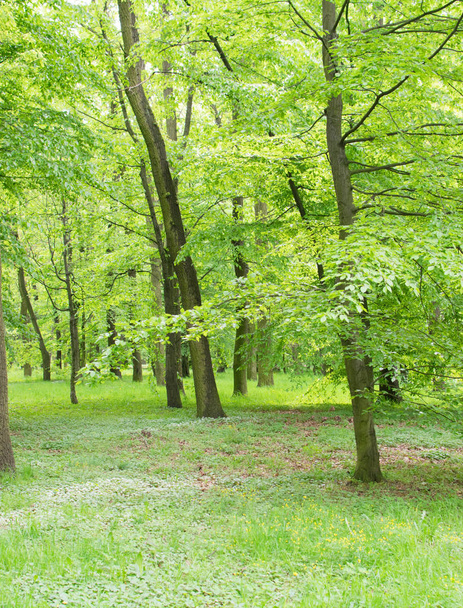 Зелені дерева у весняному парку
 - Фото, зображення