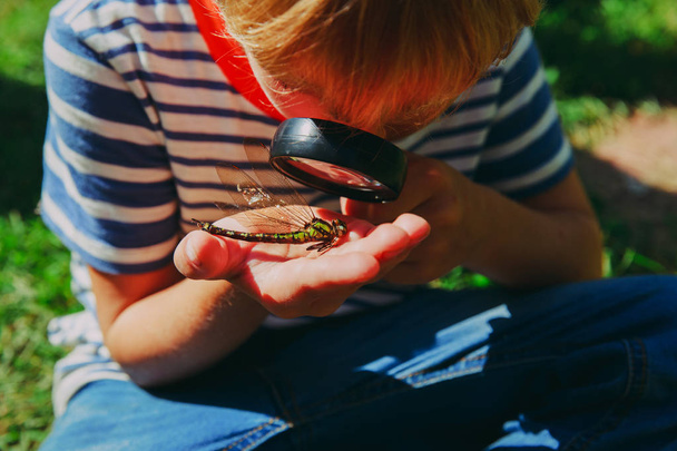 дети учатся - маленький мальчик исследует стрекозу с лупой
 - Фото, изображение