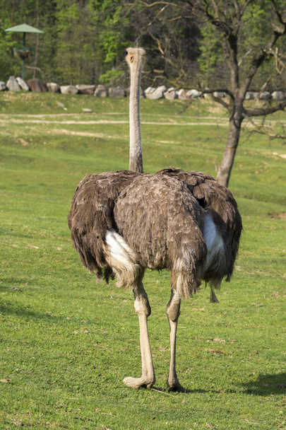 Close up van een struisvogel op een weide - Foto, afbeelding
