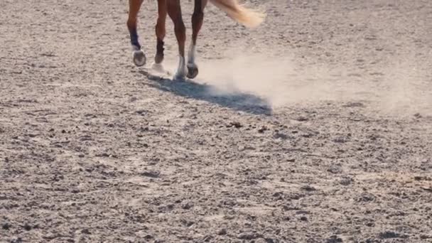 Pferdefuß, der auf dem Sand auf dem Trainingsplatz läuft, Nahaufnahme der Beine des Hengstes, der auf dem Boden galoppiert, Zeitlupe - Filmmaterial, Video