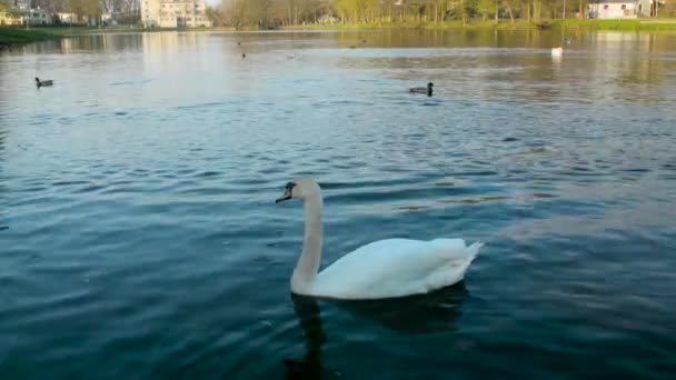 Swan no tiene miedo de la cámara y está muy cerca en el agua al atardecer
 - Metraje, vídeo