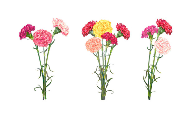 Set of three carnation bouguets - Vector, Image