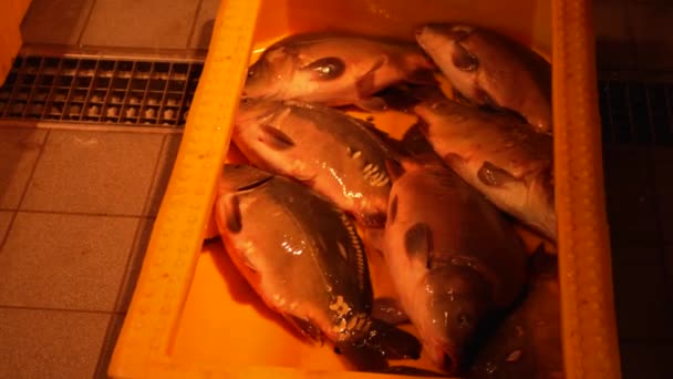 Carpa europea viva en contenedor de plástico amarillo en el mercado de pescado
 - Metraje, vídeo