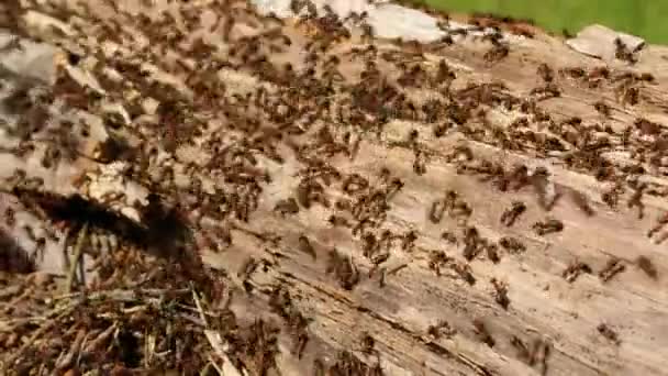 Cientos de hormigas corriendo alrededor de su colonia en un viejo nido de troncos
 - Metraje, vídeo