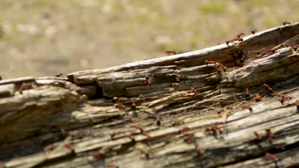 Hormigas que viven en un tronco de madera en el bosque de coníferas
 - Imágenes, Vídeo