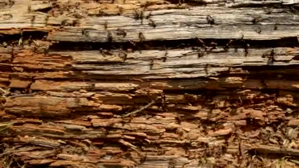 Thousands of ants running around a rough wooden log pan shot - Footage, Video