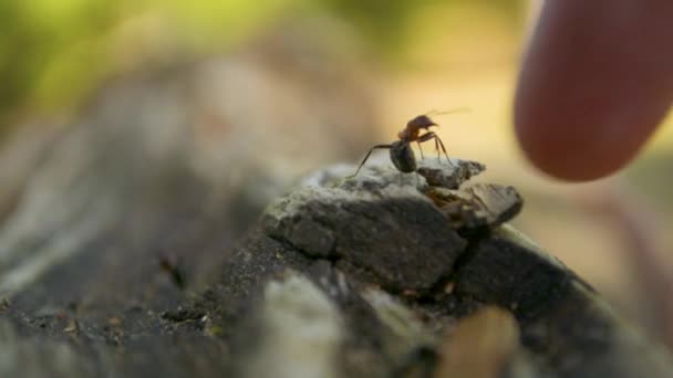 Ant soldier protectiong himself and his colony by jumping on to human finger - Felvétel, videó