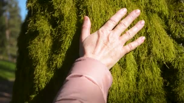 Жінка торкається килимової стіни моху на північній стороні дерева
 - Кадри, відео