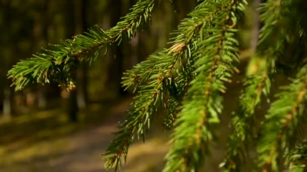 Kuusen oksa lähikuva kauniissa elinvoimainen kyllästetty auringonlasku metsässä
 - Materiaali, video