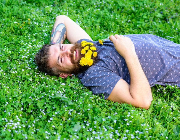 Bearded man with dandelion flowers lay on meadow, grass background. Man with beard on smiling face enjoy nature. Unite with nature concept. Hipster with bouquet of dandelions in beard relaxing - Photo, image