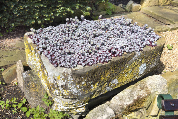 Pequeno recipiente calha de pedra cheio de saxifragem floração roxa
  - Foto, Imagem