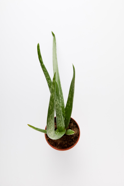 elevated view of aloe vera in pot isolated on white background  - Zdjęcie, obraz