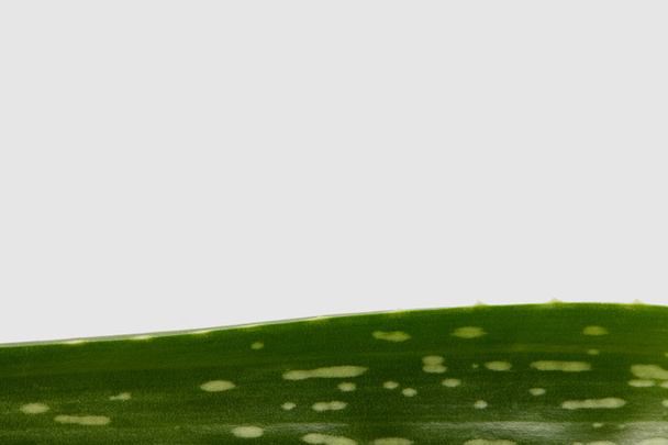 strzał zbliżenie aloe vera liść na białym tle  - Zdjęcie, obraz