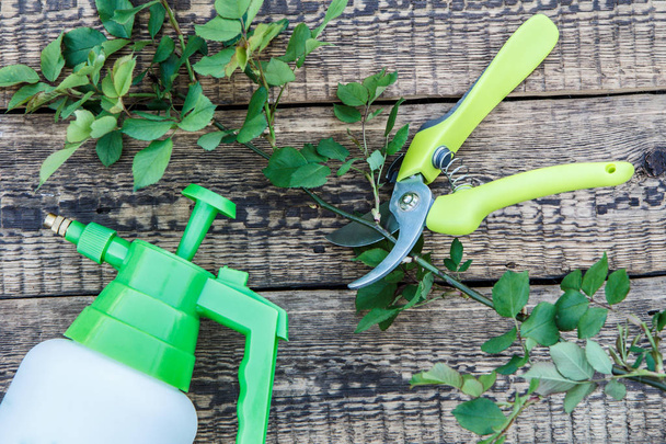 Pressure sprayer, pruner and cut branch of rose on wooden boards - Photo, Image