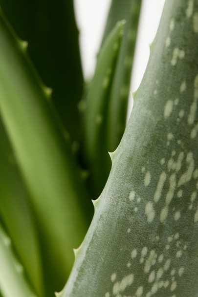 Nahaufnahme der Aloe Vera Blätter isoliert auf weißem unscharfem Hintergrund  - Foto, Bild