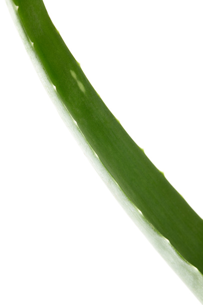 closeup view of aloe vera leaf isolated on white background - Photo, Image
