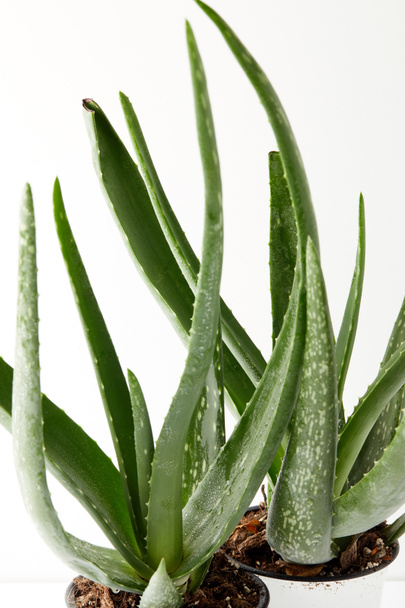 close up view of two aloe vera in pots isolated on white background  - Fotografie, Obrázek