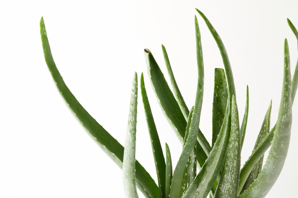 closeup view of aloe vera leaves isolated on white background  - Valokuva, kuva