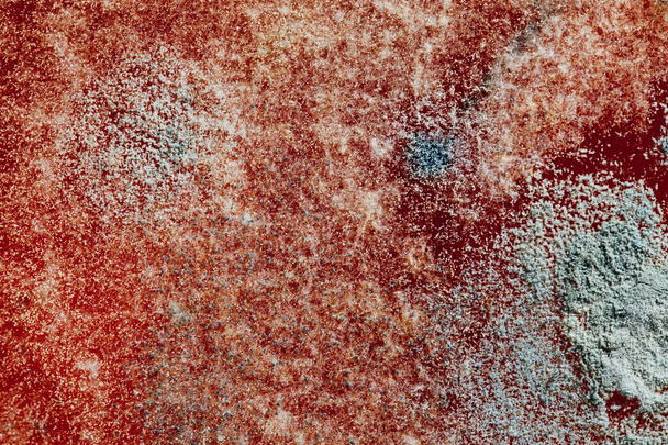 natural mold texture, abstract background - Photo, Image