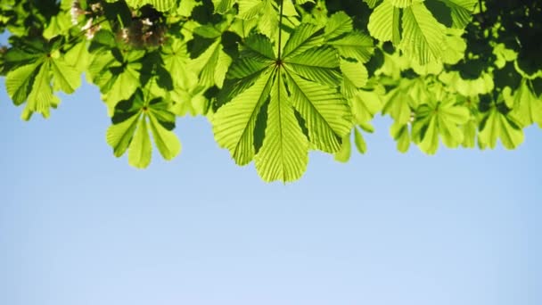 Close-up van een kastanjeboom bladeren, op een zonnige dag. Schot in 10 bit 422 - Video