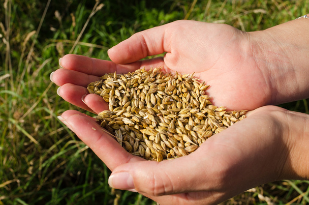 女性の手収穫熟した小麦穀物穀物秋 - 写真・画像
