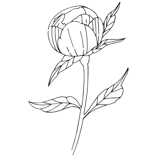 Wildflower peony flower in a vector style isolated. - Vektor, obrázek