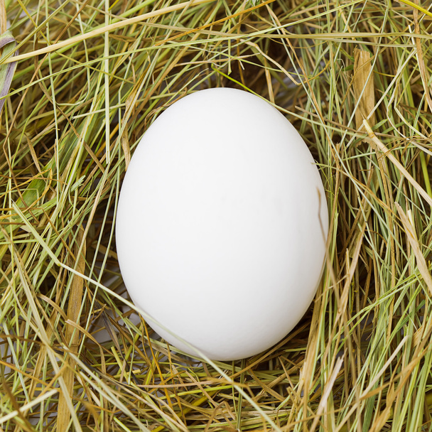Huevo blanco en la paja
 - Foto, imagen