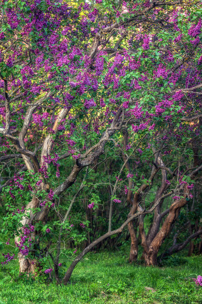 leuchtende Farben im Kiewer Botanischen Garten zur Frühlingszeit. Kiew, Ukraine - Foto, Bild