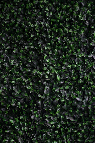 Grüner Efeu wächst an der Wand entlang. Textur des dichten Dickichts der wilden Reben - Foto, Bild