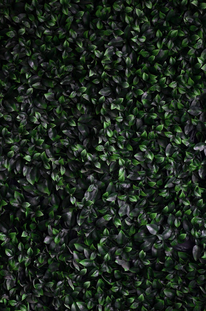 A hera verde cresce ao longo da parede. Textura de moitas densas de wil
 - Foto, Imagem