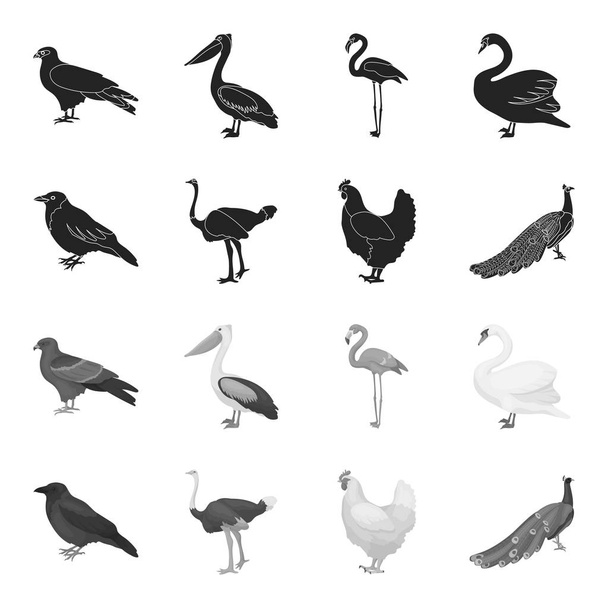 Crow, ostrich, chicken, peacock. Birds set collection icons in black,monochrome style vector symbol stock illustration web. - Вектор, зображення