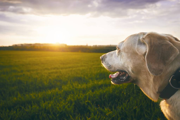 Ευτυχισμένο σκύλο στο ηλιοβασίλεμα - Φωτογραφία, εικόνα