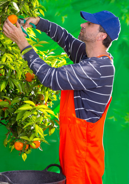 Tangerine orange farmer collecting man - Fotoğraf, Görsel