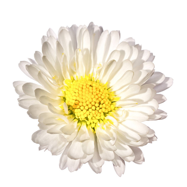 jedna Bílá sedmikráska květ izolovaných na bílém pozadí - Fotografie, Obrázek
