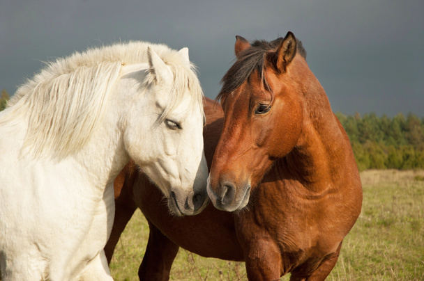 Пара коней, що показують любов
 - Фото, зображення
