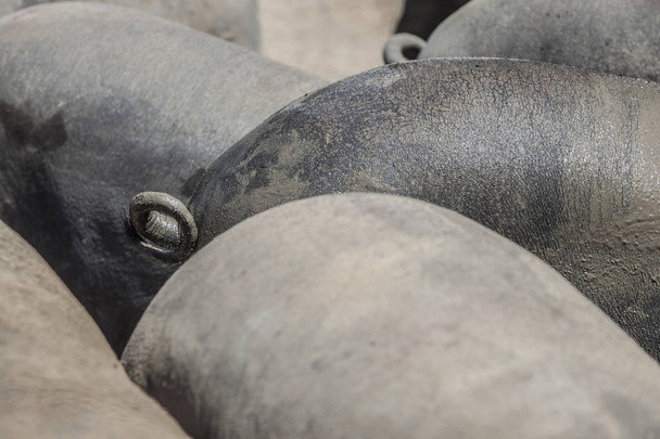 Reins et fesses de race sans poils de cochons ibériques noirs
 - Photo, image