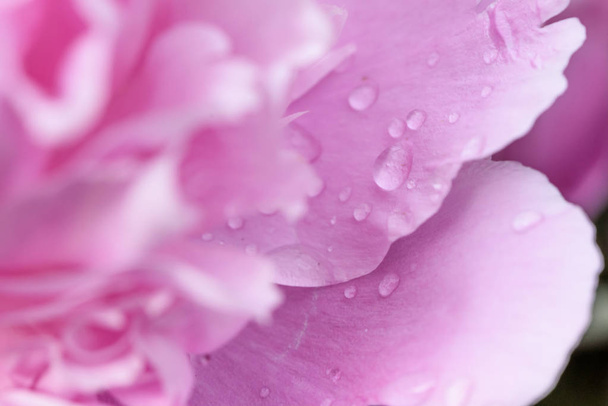 Water drops on flower blossom - beautiful colors - Фото, изображение