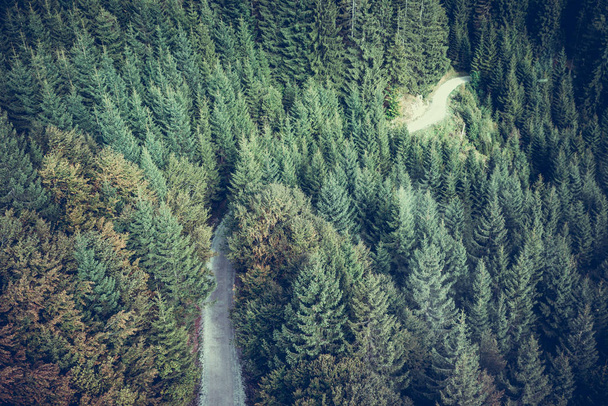Fir forest view from above - beautiful nature of forest - Photo, image