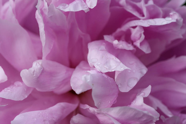 Water drops on flower blossom - beautiful colors - Zdjęcie, obraz