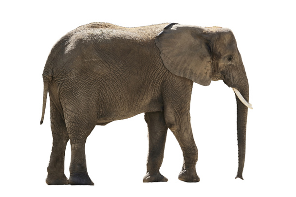 african elephant isolated on white background - Photo, Image