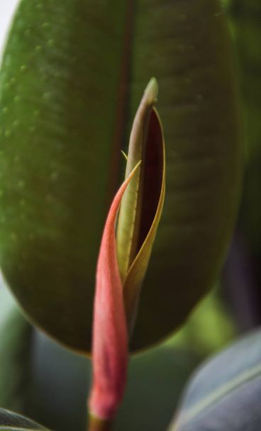 new growing ficus Elastica leaf  close up   - Photo, image