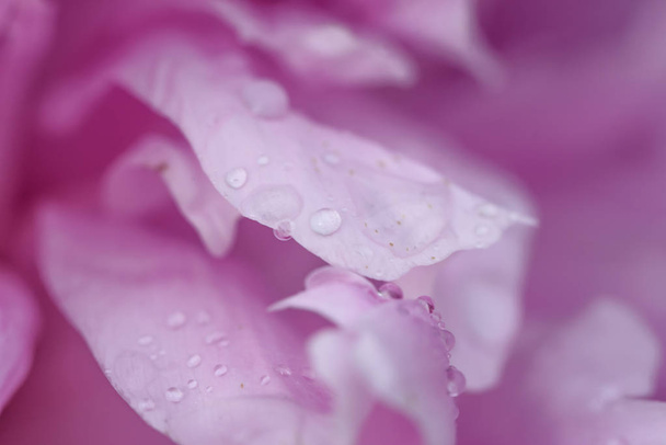 Krople wody na kwiat kwitnąć - piękne kolory - Zdjęcie, obraz