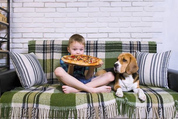 funny boy and dog beagle eating pizza on the sofa in the room - Foto, immagini