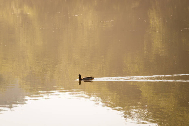 Huomenta Malard Ducks
 - Valokuva, kuva