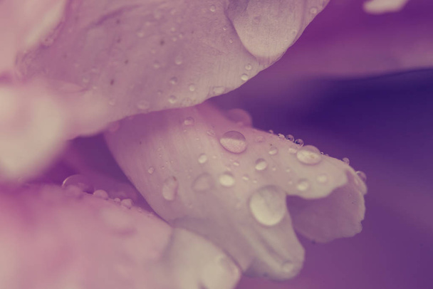 Water drops on flower blossom - beautiful colors - Foto, imagen