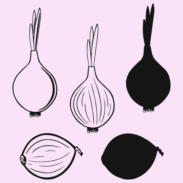 cebolla bulbo con brote, silueta vectorial media cebolla aislada
 - Vector, imagen